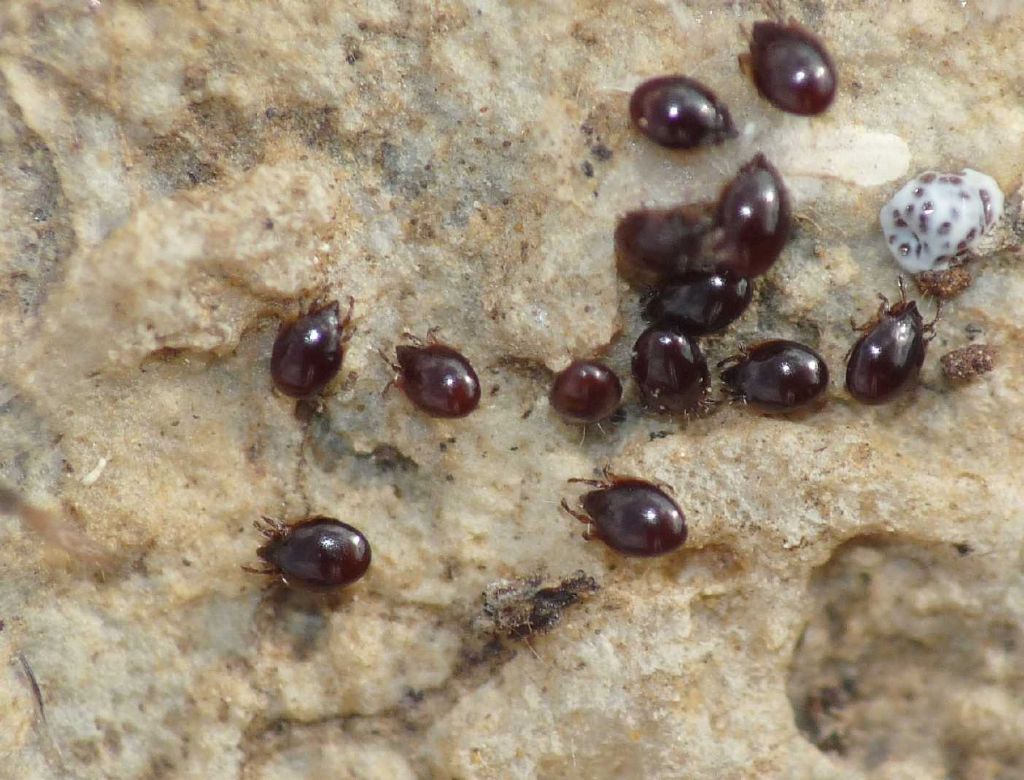 Oribatida sp. ?